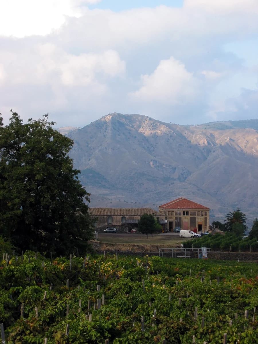 Vignes de l’Etna près de Passopisciaro, sur le versant nord