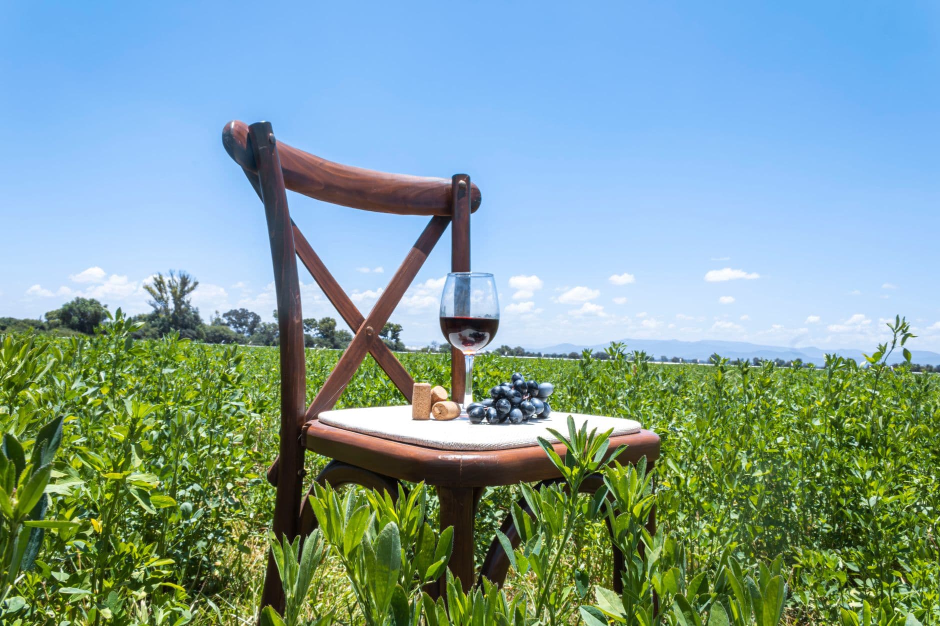 Vignoble de l'Etna sur les pentes volcaniques avec des grappes de raisin noir